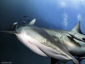 Got my eye on you - Blacktips - Aliwal Shoal by Gemma Dry 